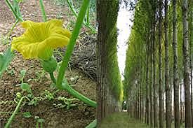 Kabakla Kavağın Hikâyesi