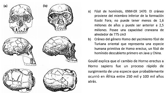Homo erectus: