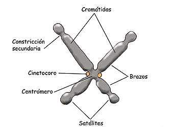 Calvin Blackman Bridges