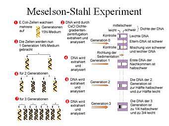 Matthew Meselson y Franklin Stahl