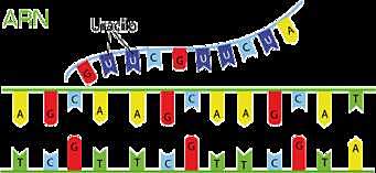 Sidney Brenner, François Jacob y Meselson