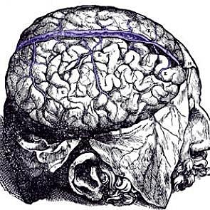 Herófilo, el primer anatomista