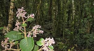 Un remedio milagroso: la quina