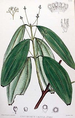 Cinnamon and Cassia