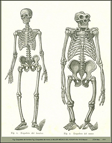 Anatomía comparada.