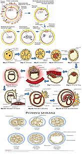 Embriología contemporánea.