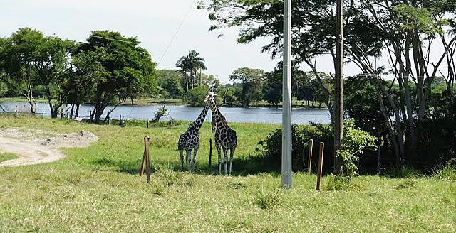 Ley Para La Protección Y Cuidado De Los Animales En El Estado De Tabasco