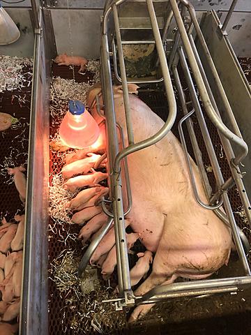 la pulizia della sala parto