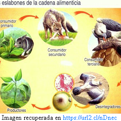 Timeline: Clasificación de los Seres Vivos Según su Alimentación