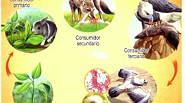 Timeline: Clasificación de los Seres Vivos Según su Alimentación