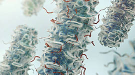 Timeline: HISTORIA DE LA PARASITOLOGIA- POR SHEILA NADJAR Y DILAN LOPEZ