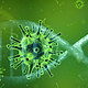 Coronavirus verde