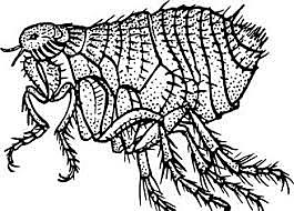 Descubrimiento de la forma de transmisión