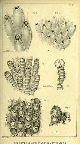 Charles Darwin's Contribution to the Philosophy of Science