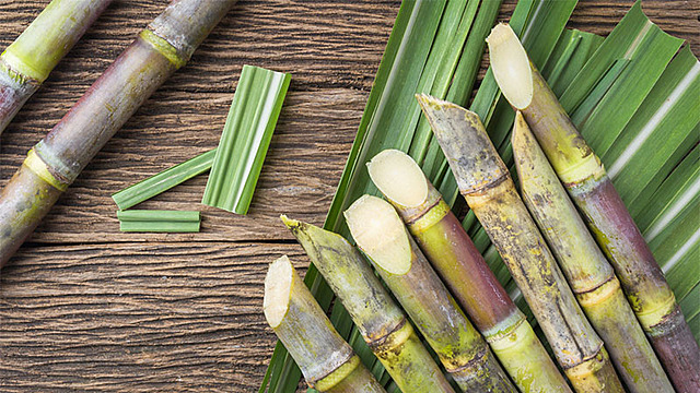 Sugar cane