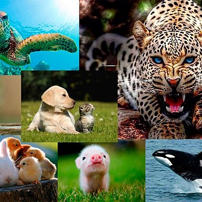 Timeline: EVOLUCIÓN DE LA PROTECCIÓN ANIMAL POR LAS LEYES