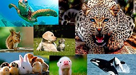 Timeline: EVOLUCIÓN DE LA PROTECCIÓN ANIMAL POR LAS LEYES