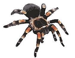 Surgimiento del primer cerebro