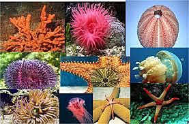 APARICIÓN DE 2 TIPOS DE ORGANIZACIÓN NERVIOSAS