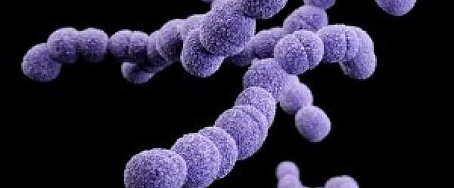 Frederick Griffth Descubrimiento de la transformación en neumococos