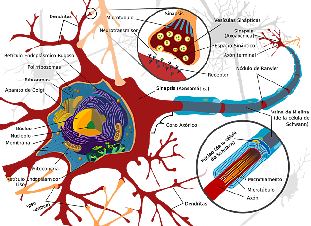 El surgimiento de las primeras neuronas