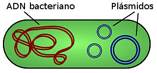 Max Delbruck y Salvador Luria. Herencia de las características genéticas en bacterias
