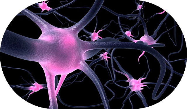 La primera agrupación neuronal