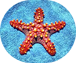 Aparición de 2 tipos de organización nerviosa