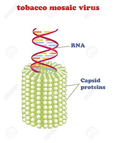 Heinz Ludwig Fraenkel Contra y Robley Willians Demuestran que el RNA era el material genético del virus del mosaico tabaco
