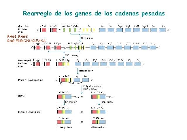 Susumu Tonegawa Re-arreglo de los genes de la inmunoglobulina
