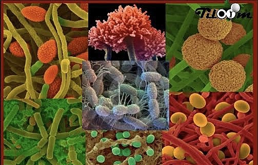 Norman Pace Ecología microbiana molecular