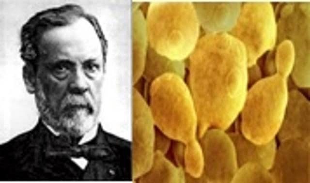 Louis Pasteur Las levaduras en la fermentación alcohólica