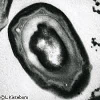 Ferdinand Cohn Descubrimiento de las esporas