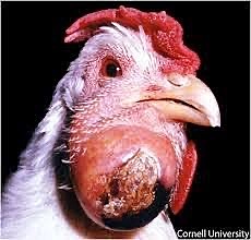 Francis Peyton Rous Descubre el virus que produce tumores en los pollos