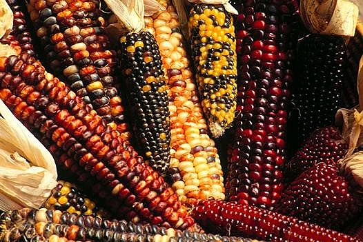 Presentación del expediente pueblo de maíz