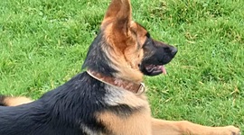 Timeline: Mi mascota