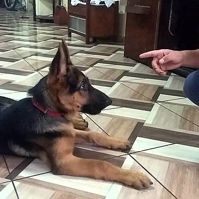 Timeline: cachorro 4 meses