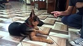 Timeline: cachorro 4 meses