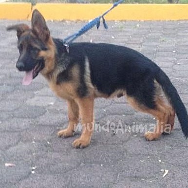 cachorro 6 meses