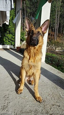 Cachorro 10 meses