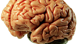 Timeline: חקר המוח