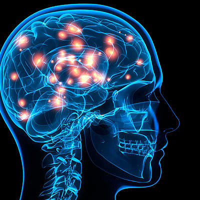 Timeline:  ¿De dónde viene y para dónde va el cerebro?