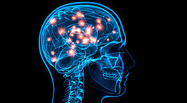 Timeline:  ¿De dónde viene y para dónde va el cerebro?