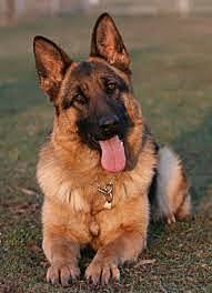 Mantener la pureza de la rasa