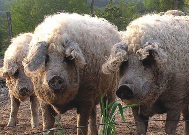 Mangalica