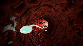 Timeline: Fecundación y Desarrollo del embrión