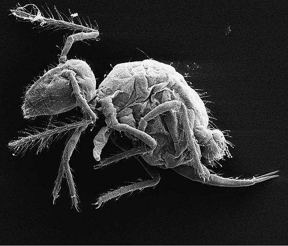 Organización nerviosas