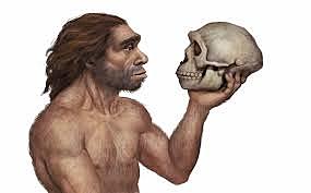 Homo Neanderthalensis