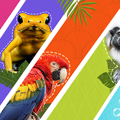 Timeline: ANIMALES YA EXTINTOS Y EN PELIGRO DE EXTINCION