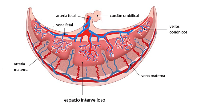 la placenta